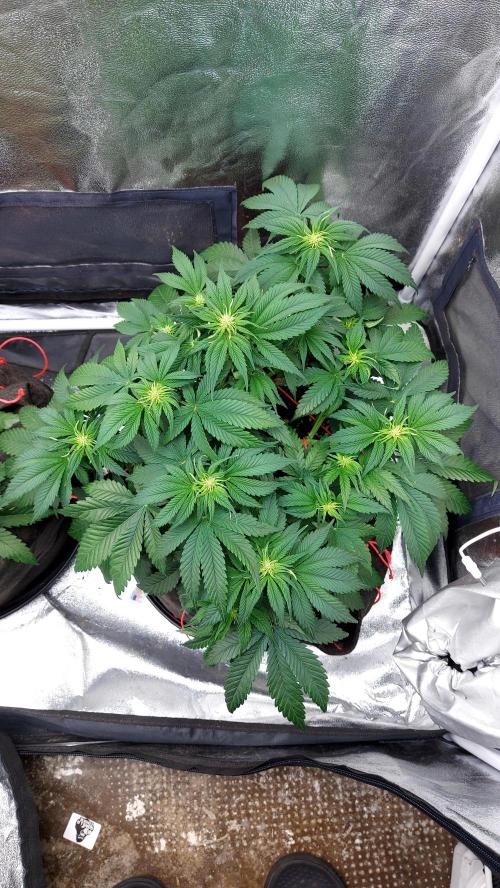 RF3 CHERY COLA. Week 6