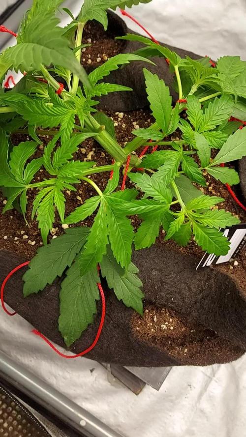 WHAM BOOM 2 AUTOFLORAISON