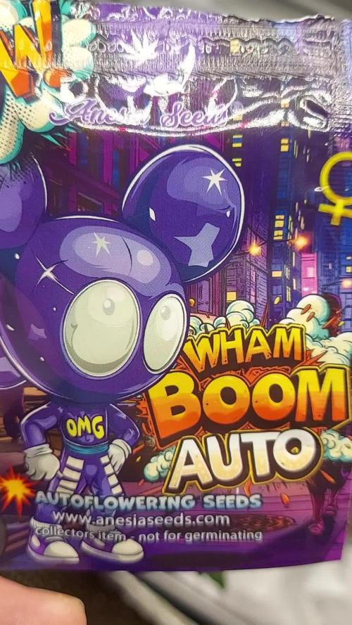WHAM BOOM 2 AUTOFLORAISON