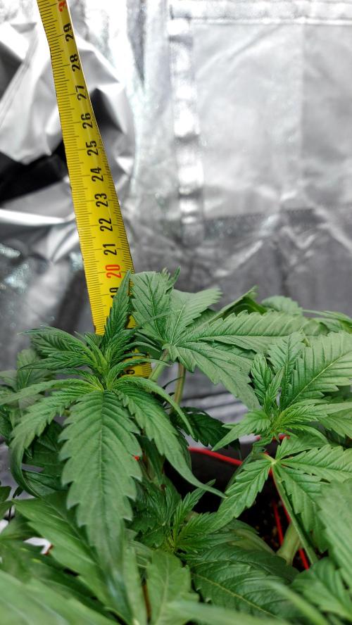 WHAM BOOM 2 AUTOFLORAISON. Week 4