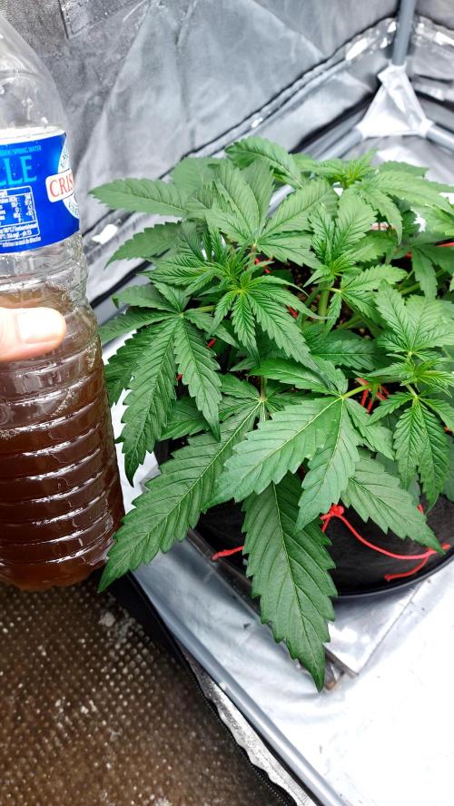 WHAM BOOM 2 AUTOFLORAISON. Week 4