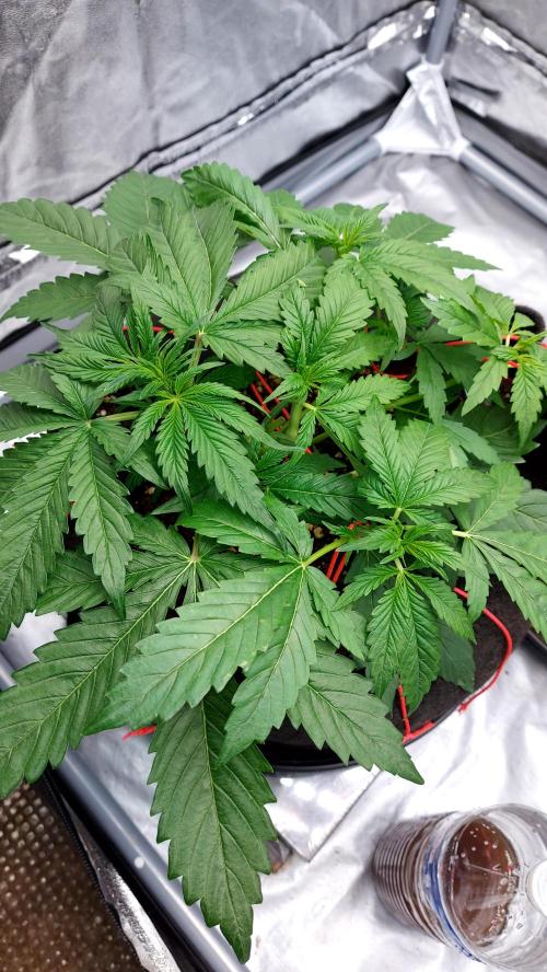 WHAM BOOM 2 AUTOFLORAISON. Week 4