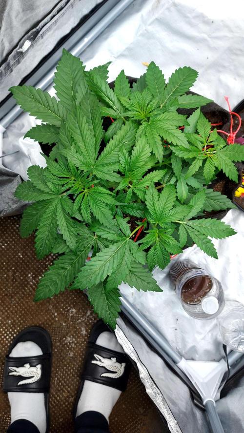 WHAM BOOM 2 AUTOFLORAISON. Week 4