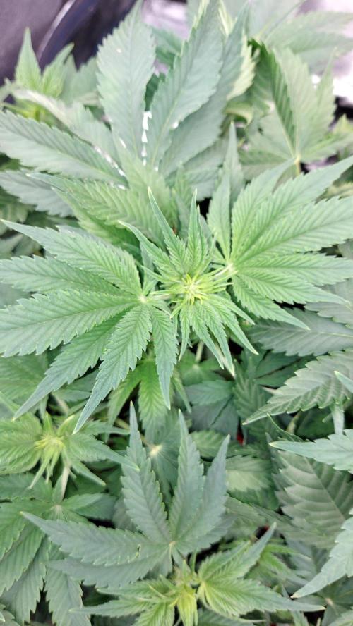 RF3 CHERY COLA. Week 6 - plante 2