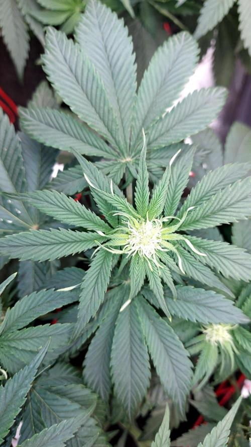 RF3 CHERY COLA. Week 6 - plante 1