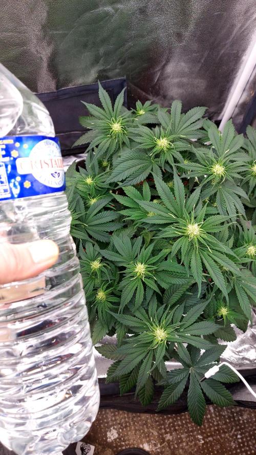 RF3 CHERY COLA. Week 6 - plante 1