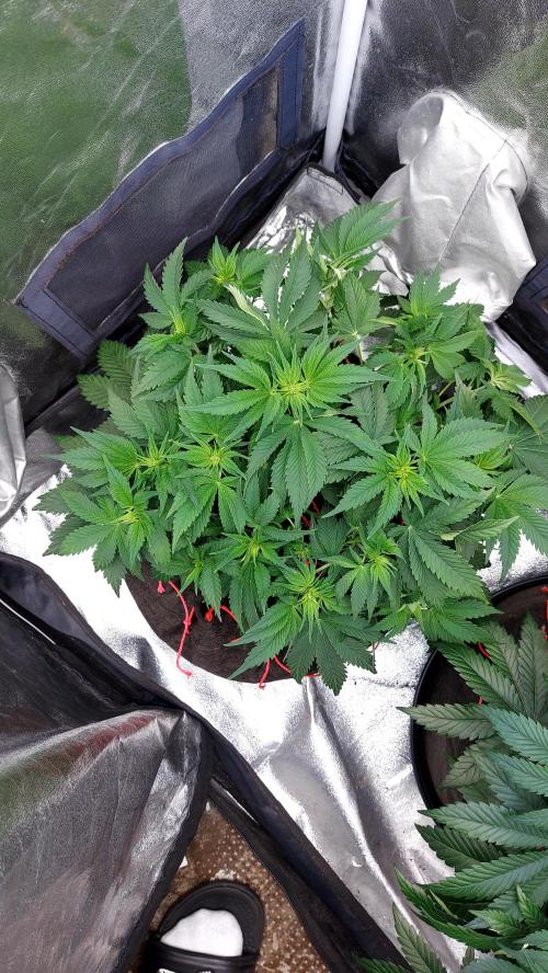RF3 CHERY COLA. Week 6 - plante 2