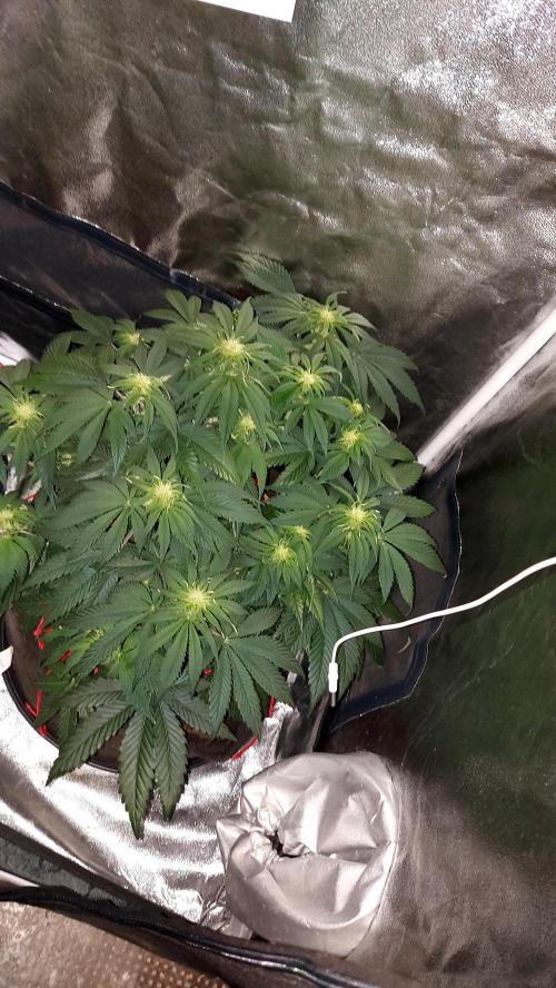 RF3 CHERY COLA. Week 6 - plante 1