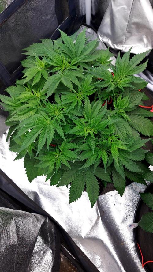 RF3 CHERY COLA. Week 6 - plante 2