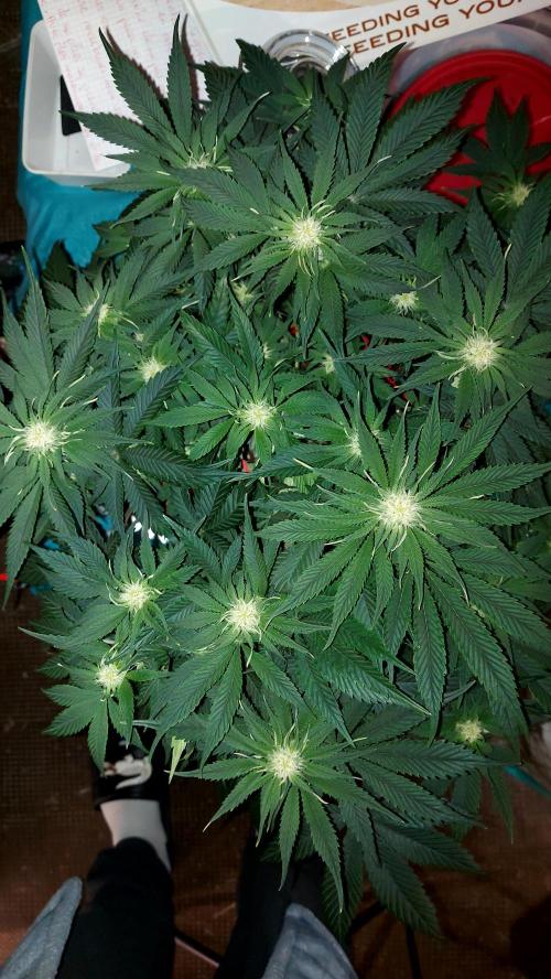 RF3 CHERY COLA. Week 7 - plante 1
