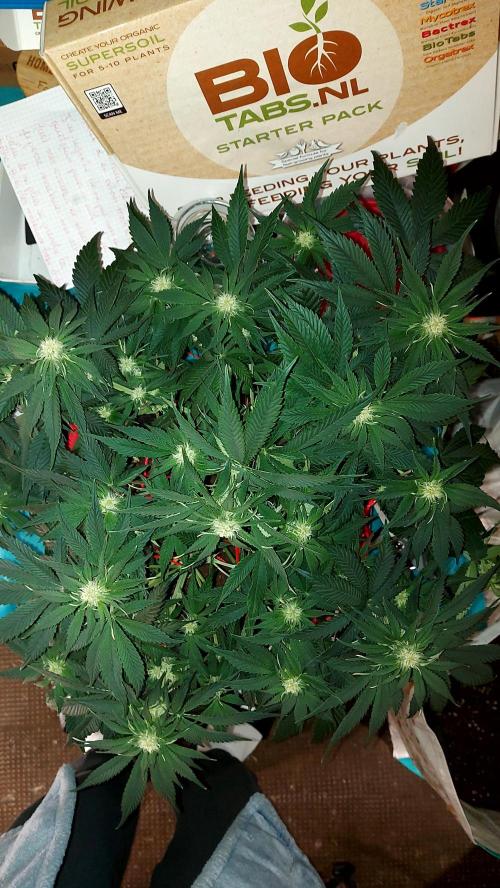 RF3 CHERY COLA. Week 7 - plante 1