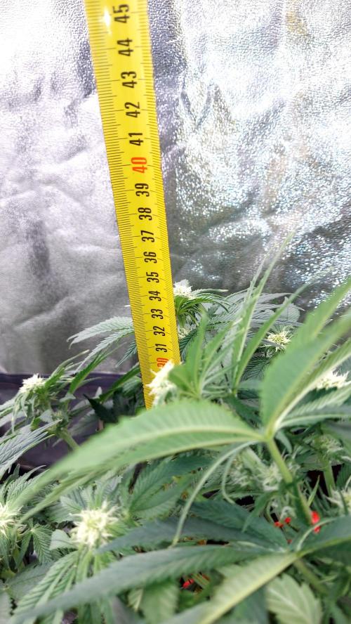 RF3 CHERY COLA. Week 7 - plante 1