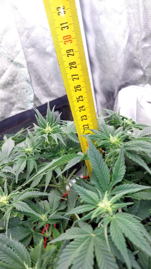 RF3 CHERY COLA. Week 7 - plante 2