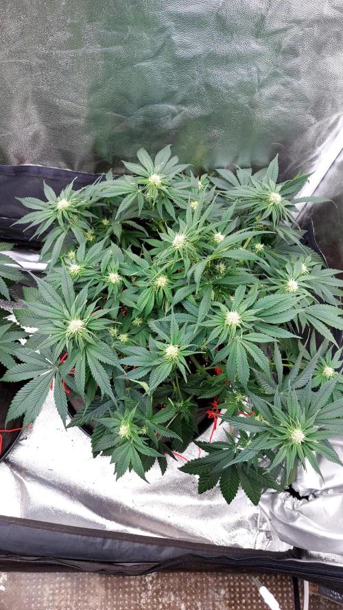 RF3 CHERY COLA. Week 7 - plante 1