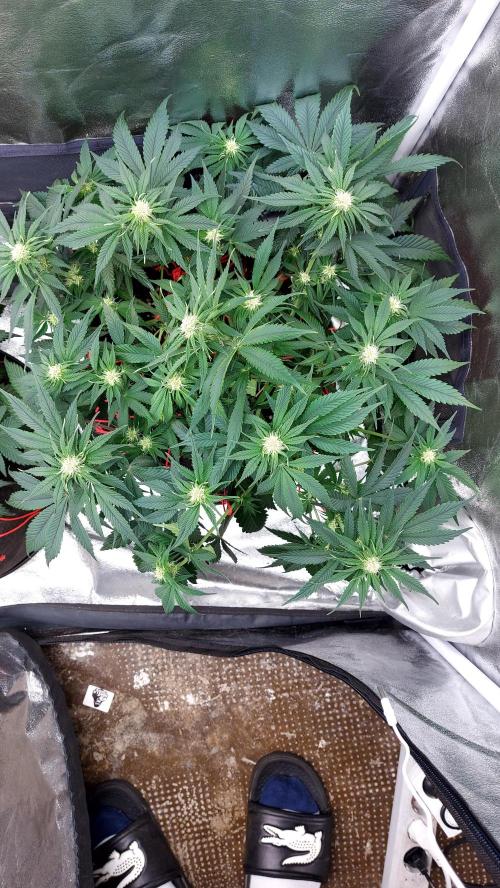 RF3 CHERY COLA. Week 7 - plante 1