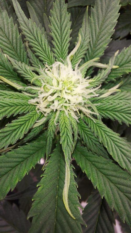RF3 CHERY COLA. Week 7 - plante 1