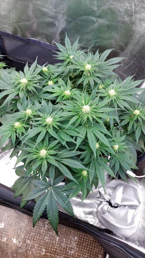 RF3 CHERY COLA. Week 7 - plante 1