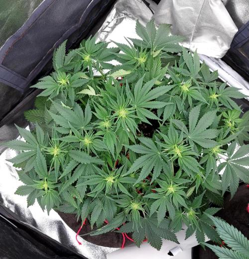 RF3 CHERY COLA. Week 7 - plante 2