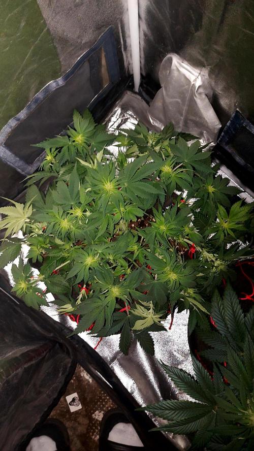 RF3 CHERY COLA. Week 7 - 06/03 lst