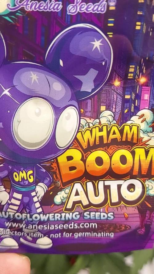 WHAM BOOM 2 AUTOFLORAISON
