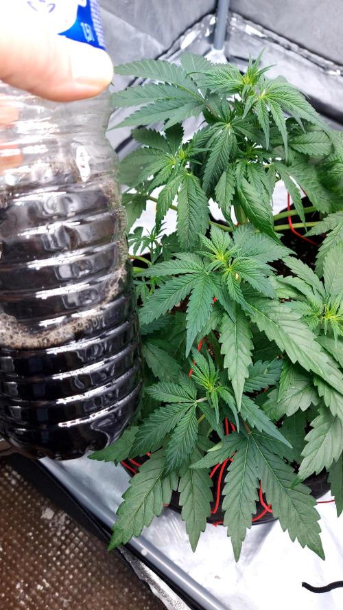 WHAM BOOM 2 AUTOFLORAISON. Week 5