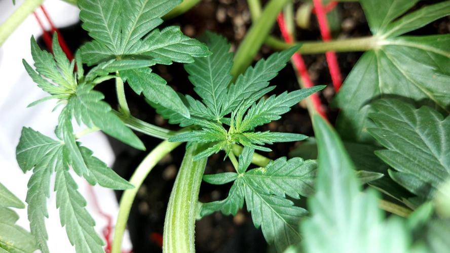 WHAM BOOM 2 AUTOFLORAISON. Week 5