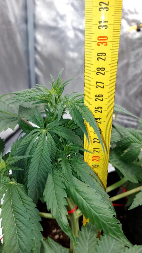 WHAM BOOM 2 AUTOFLORAISON. Week 5