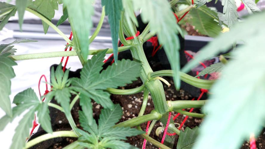 WHAM BOOM 2 AUTOFLORAISON. Week 5