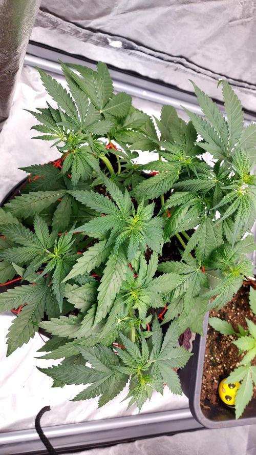 WHAM BOOM 2 AUTOFLORAISON. Week 5