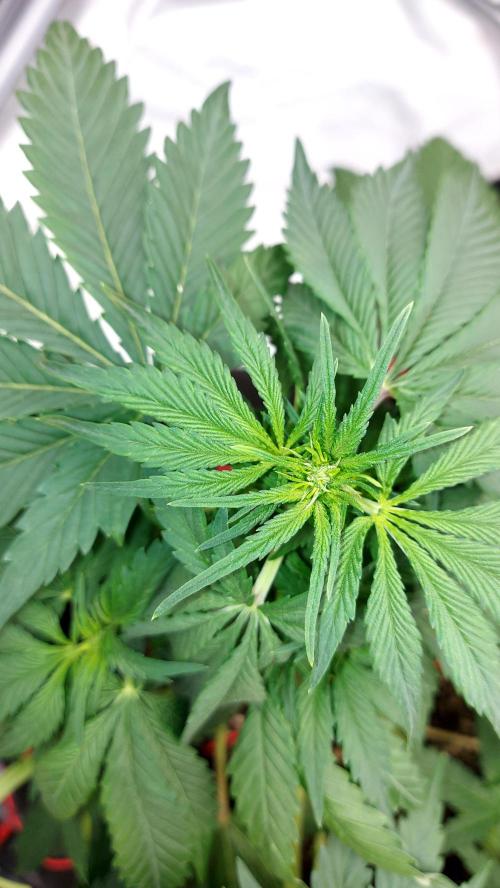 WHAM BOOM 2 AUTOFLORAISON. Week 5