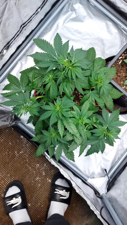 WHAM BOOM 2 AUTOFLORAISON. Week 5