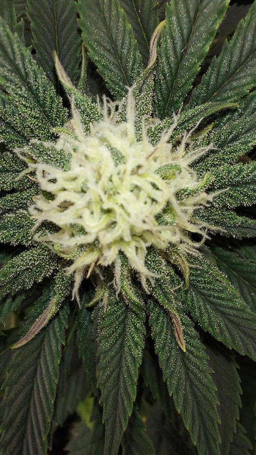 RF3 CHERY COLA. Week 7