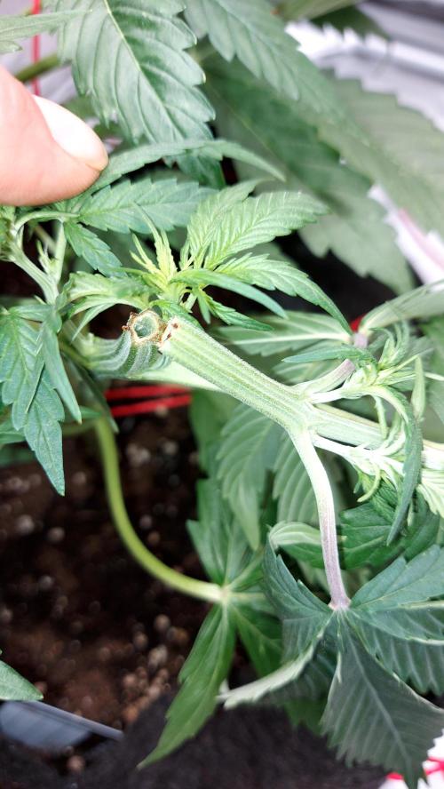 WHAM BOOM 2 AUTOFLORAISON. Week 5