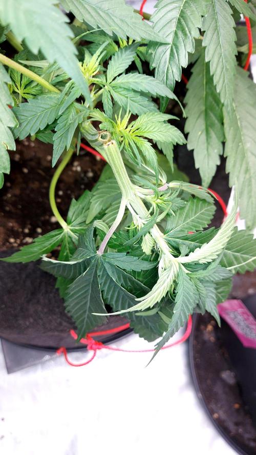WHAM BOOM 2 AUTOFLORAISON. Week 5