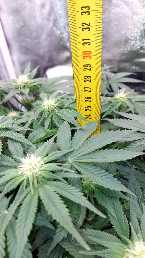 RF3 CHERY COLA. Week 8