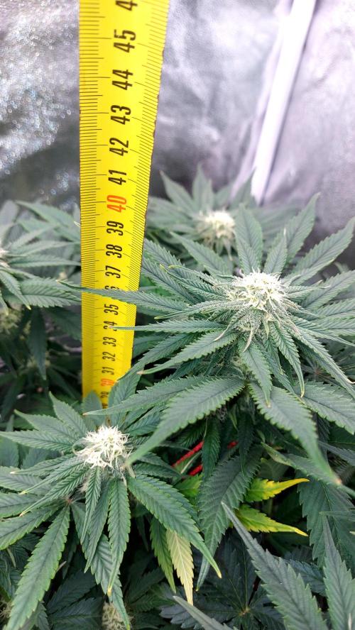 RF3 CHERY COLA. Week 8