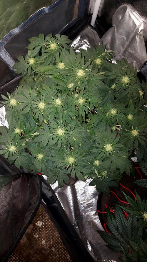 RF3 CHERY COLA. Week 8