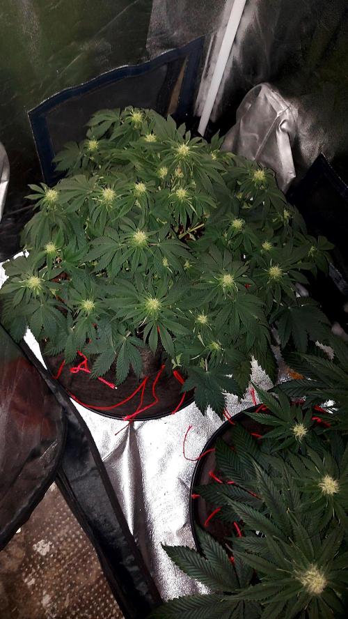 RF3 CHERY COLA. Week 8