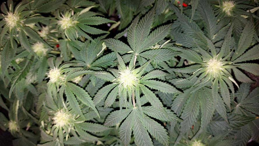 RF3 CHERY COLA. Week 8