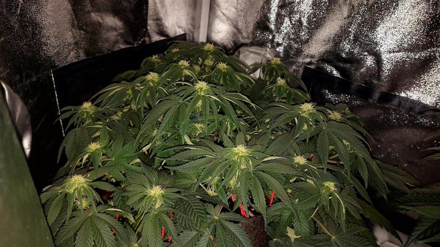 RF3 CHERY COLA. Week 8