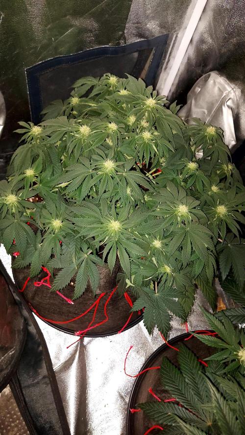 RF3 CHERY COLA. Week 8
