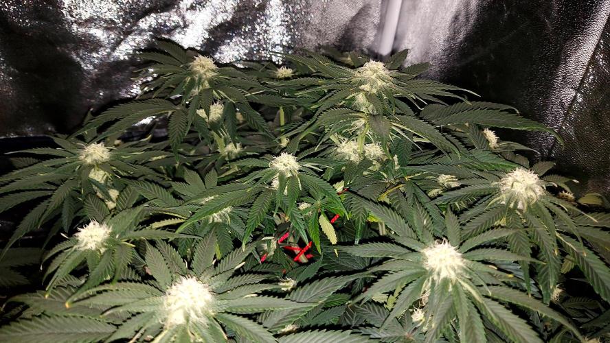 RF3 CHERY COLA. Week 8
