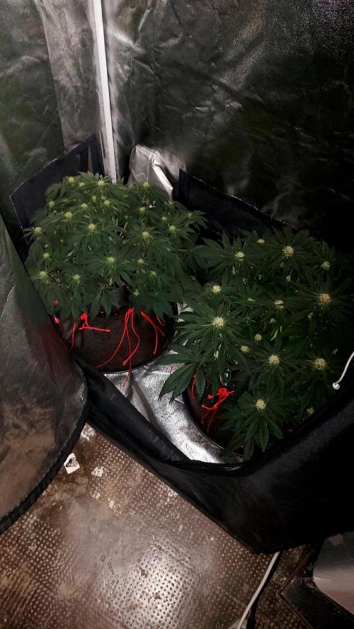 RF3 CHERY COLA. Week 8