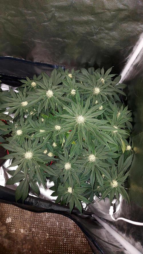 RF3 CHERY COLA. Week 8