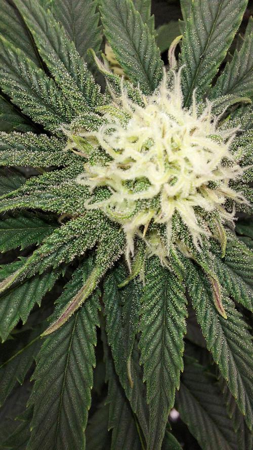 RF3 CHERY COLA. Week 8