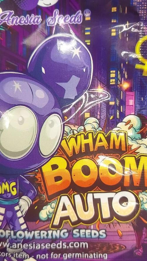 WHAM BOOM 2 AUTOFLORAISON
