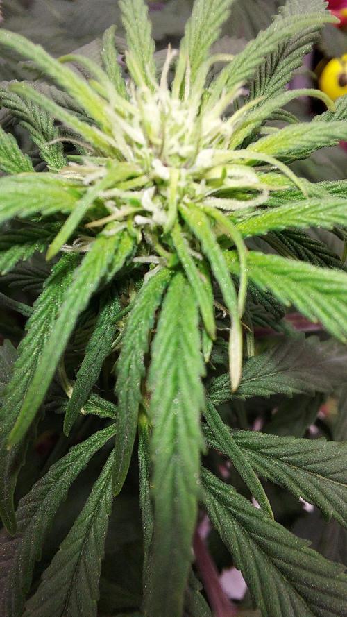 WHAM BOOM 2 AUTOFLORAISON. Week 6