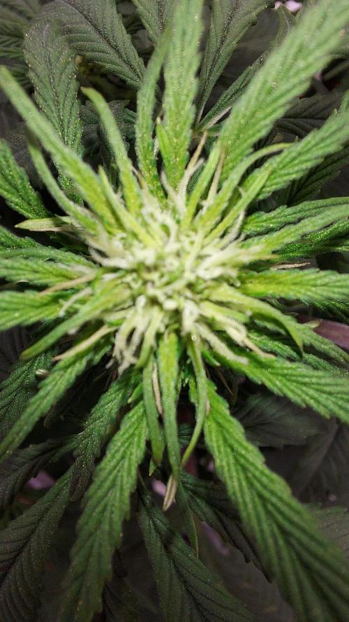 WHAM BOOM 2 AUTOFLORAISON. Week 6