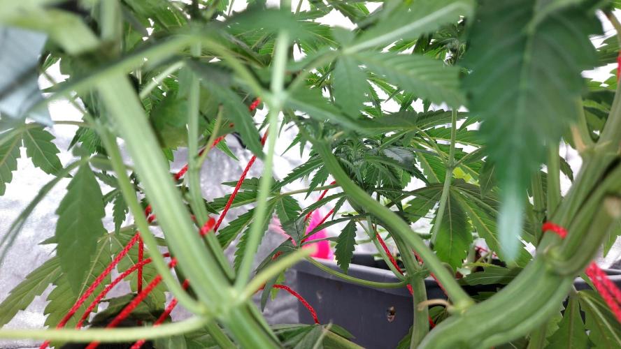 WHAM BOOM 2 AUTOFLORAISON. Week 6
