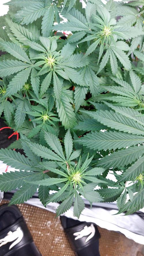 WHAM BOOM 2 AUTOFLORAISON. Week 6